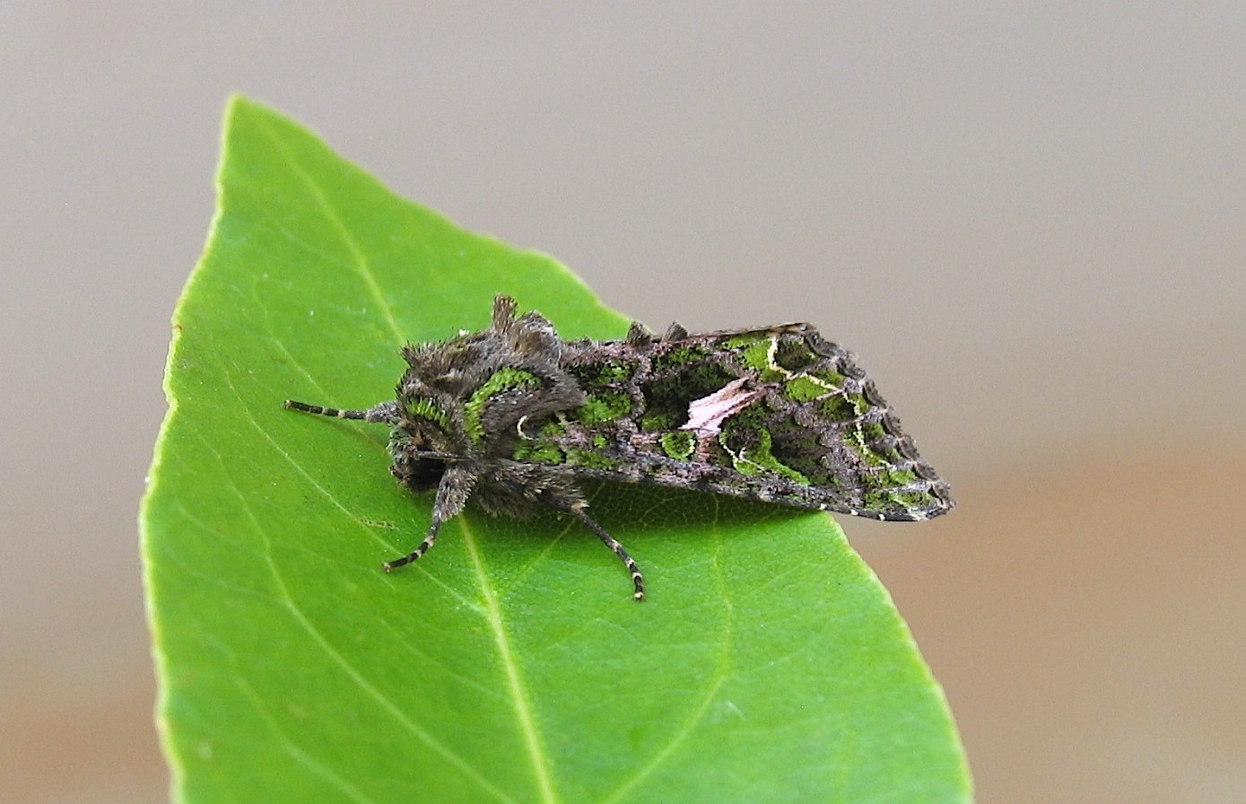 Trachea atriplicis (Linnaeus, 1758)